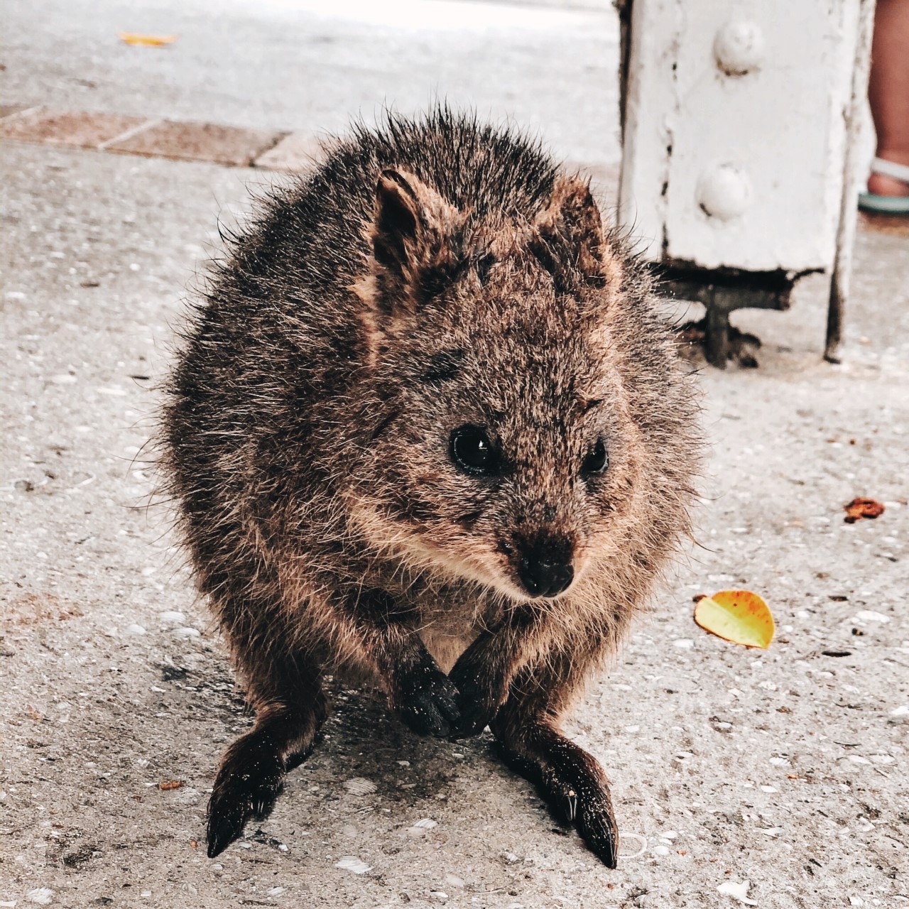  Things To Do On Rottnest Island Baby Quokka