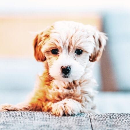 make your house a home