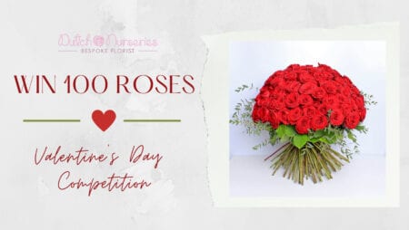 Red Roses on Valentine's Day