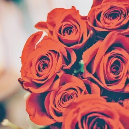 red roses on valentine's day