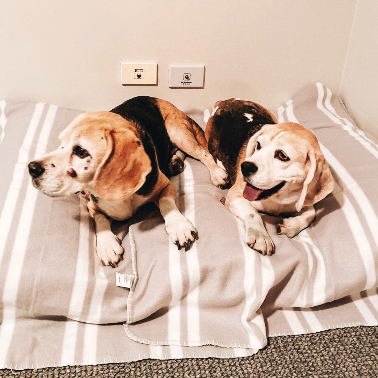 Transporting Pets to Australia 1 Way of Safe & Easy Travel