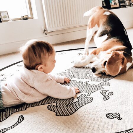 pet relocation services